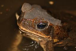 bufo toad on a creek at barra del colorado