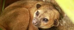 kids saving the rainforest attraction kinky the kinkajou 2