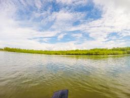 mangroves platanares mangroves in puerto jimenez