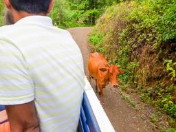 cow on the road
