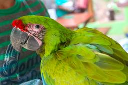 great green side stare ara=project