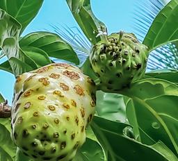 noni fruit finca kobo chocolate tour