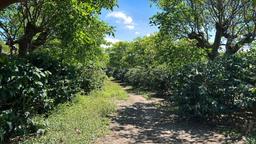 coffee estate construction site in santo domingo view 009