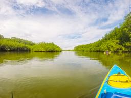 at receding tide platanares mangroves in puerto jimenez