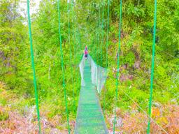 suspension bridge corcovado canopy tour