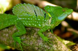 green basilisk basiliscus plumifrons tortuguero4
