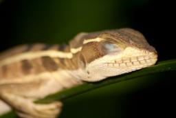 common basilisk basiliscus barra del colorado 3