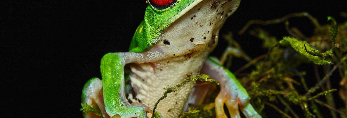 red eyed green tree frog perched on a branch during the night