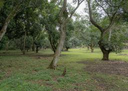 land for residential or industrial use near alajuela airport sjo view 007