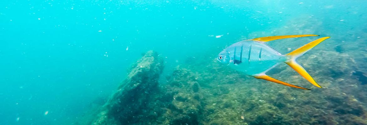 unidentified awesome fish morteros tortuga island 1