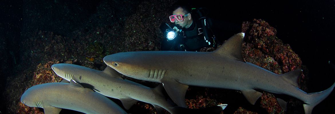 night diving sharks cocos