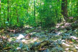 creek shaded by tall trees cabo blanco reserve