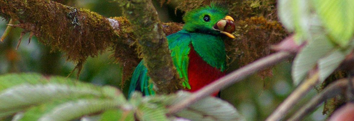 quetzal in monteverde 14