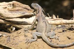 penas blancas adult green iguana on the sand