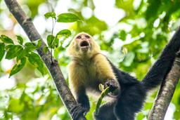 white face monkey eating fruit san pedrillo ranger station