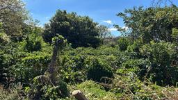 convert coffee farm into a mixed use development complex view 002