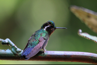        selvetura hummingbird 
  - Costa Rica