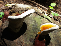 mushrooms samara trails 
 - Costa Rica