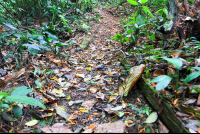Pozo Azul Trail To The Lodge
 - Costa Rica