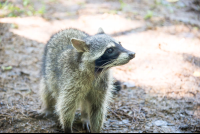 Raccoon Staring At Person Parque Simon Bolivar San Jose
 - Costa Rica