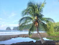punta islita palms 
 - Costa Rica
