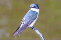        Bird Yes Sierpe Mangler
  - Costa Rica