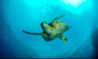 Green Sea Turtle Swimming In The Ocean Cocos Island
 - Costa Rica