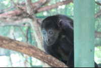 monkey by pole 
 - Costa Rica