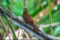        Brown Bird
  - Costa Rica