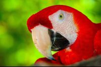 Scarlet Macaw Tortuga Island
 - Costa Rica