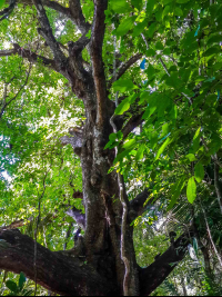 Tree Body Cabo Blanco Reserve
 - Costa Rica