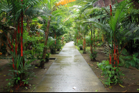evergreen lodge path 
 - Costa Rica
