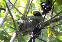 mawamba sloth 
 - Costa Rica