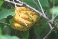        moneverde serpentarium golden eyelash palm pit viper 
  - Costa Rica
