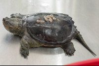 Turtle Recovering From A Broken Shell At Parque Simon Bolivar
 - Costa Rica