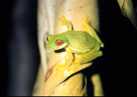 childrens eternal rainforest san gerardo tree frog 
 - Costa Rica
