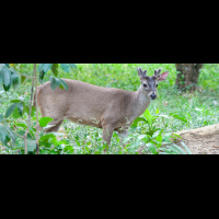 deer curu refuge
 - Costa Rica