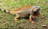 anhinga lodge green iguana 
 - Costa Rica