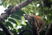 jungle beach hotel titi monkey 
 - Costa Rica