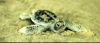 sea turtle conservancy baby turtle replica 
 - Costa Rica