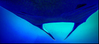 View From Below A Giant Manta Ray
 - Costa Rica