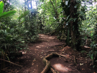 pachira lodge trail 
 - Costa Rica