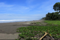 bejuco beach log 
 - Costa Rica