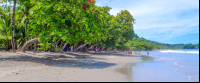 espadilla beach trees 
 - Costa Rica
