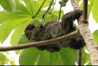 flight of the toucan tree climb combo tour three toed sloth 
 - Costa Rica