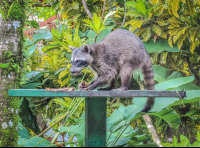 Racoon Eating A Banana
 - Costa Rica