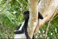        howler monkey stare 
  - Costa Rica