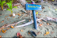        turtle hatching at piro beach costa rica  
  - Costa Rica