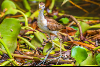 Young Heron Sierpe Mangler
 - Costa Rica