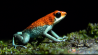        granular poision frog.png
  - Costa Rica